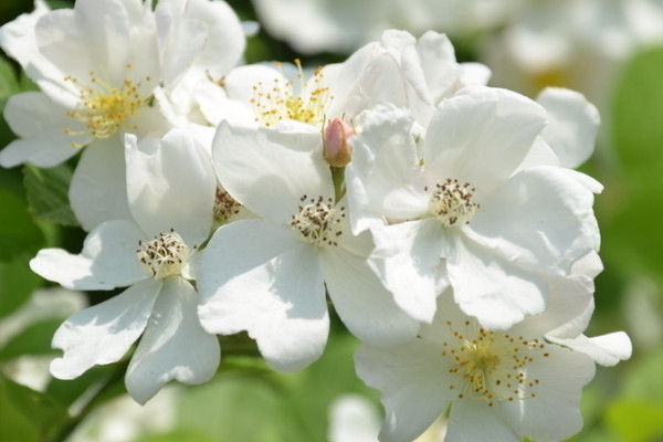 薔薇花夏天可以插扡嗎