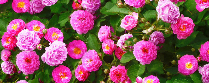 薔薇花夏天落葉怎麼回事