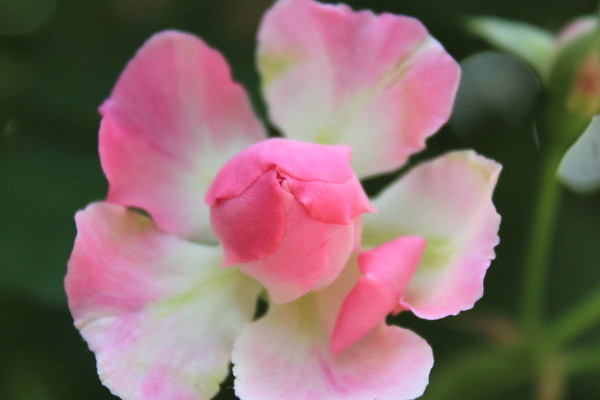 薔薇花夏天落葉怎麼回事
