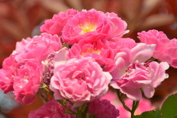 薔薇花夏天落葉怎麼回事