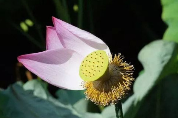 荷花會結果實嗎