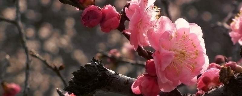 梅花的花語是什麼
