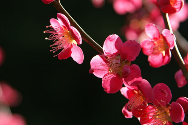 梅花的花語是什麼