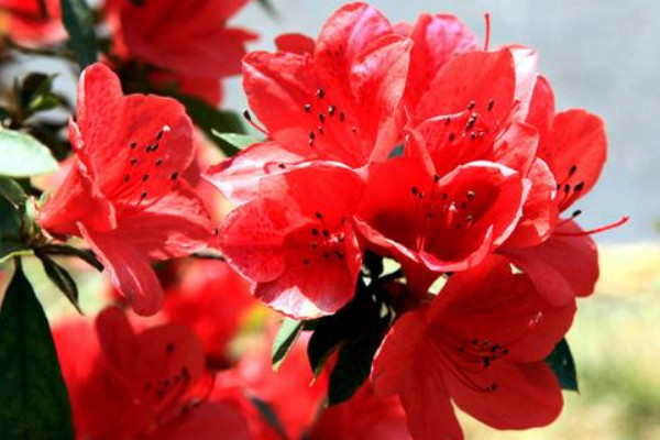 杜鵑花花期怎麼澆水
