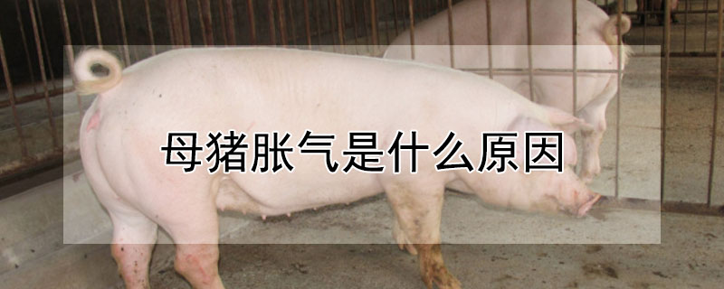 母豬脹氣是什麼原因