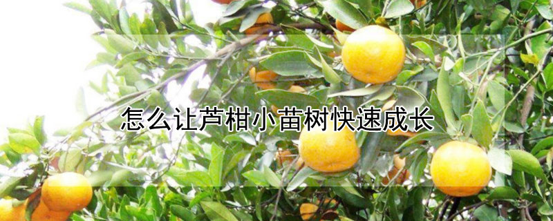 怎麼讓蘆柑小苗樹快速成長