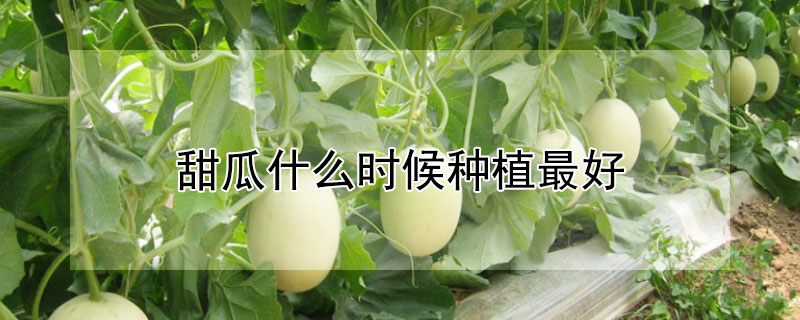 甜瓜什麼時候種植最好