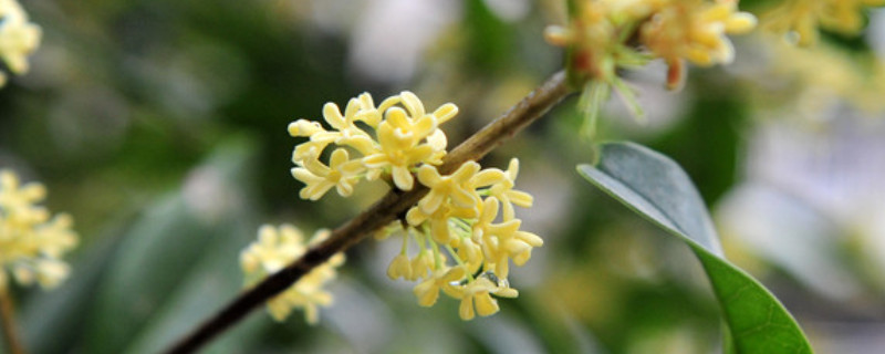 桂花可以水培發根嗎