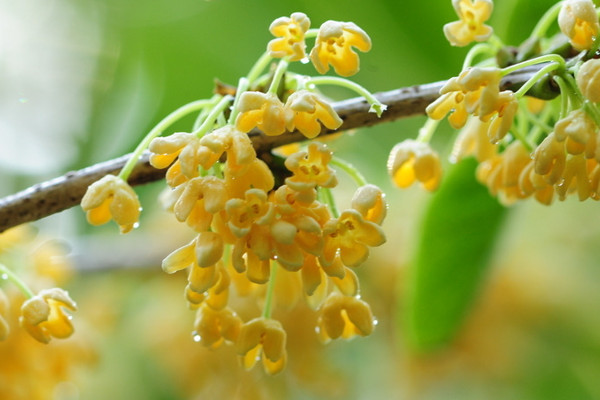 桂花可以水培發根嗎