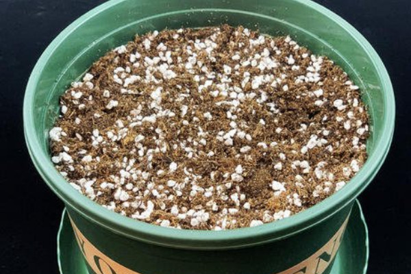 花盆裏的土發白怎麼辦