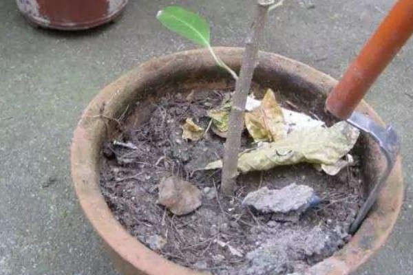 花盆裏的土發白怎麼辦