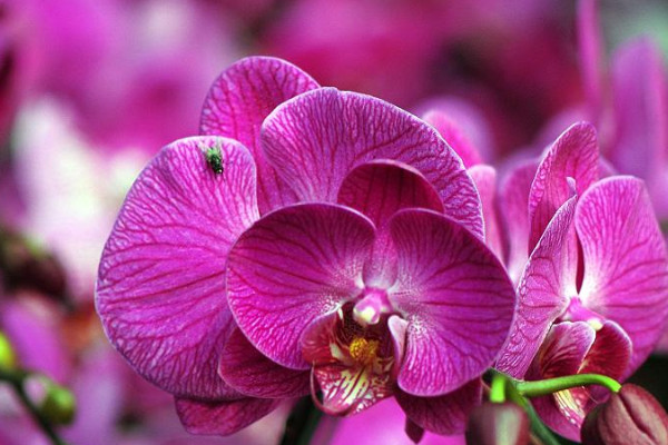 蝴蝶開花是什麼意思