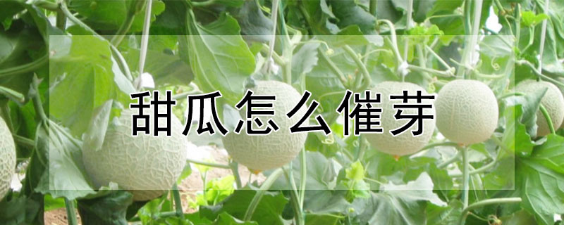 甜瓜怎麼催芽