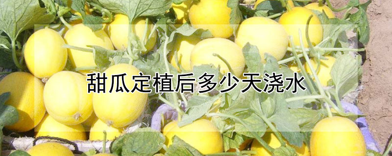 甜瓜定植後多少天澆水