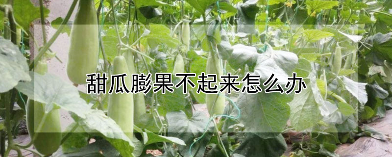 甜瓜膨果不起來怎麼辦