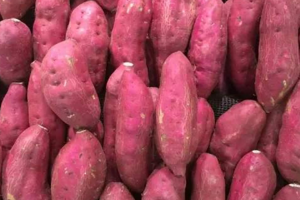 紅薯怎麼催芽