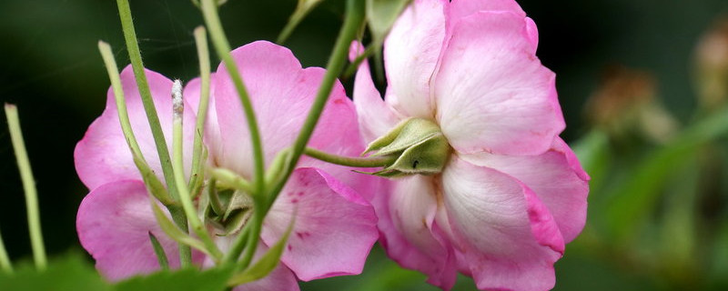 薔薇花能在室內陽台養嗎