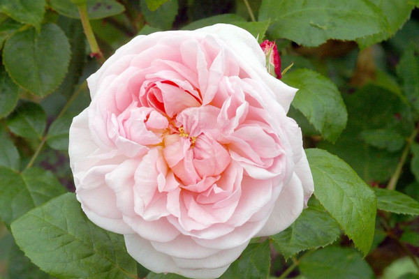 薔薇花會自己爬牆麼