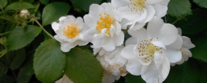 薔薇花為什麼不開花