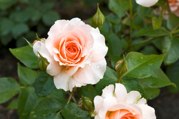 薔薇花為什麼不開花