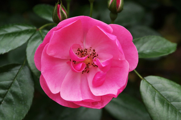 薔薇花為什麼不開花