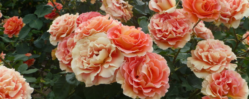 薔薇不長葉子是為什麼