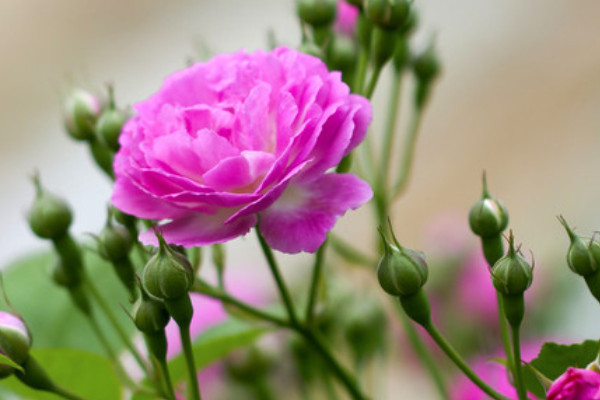 薔薇不長葉子是為什麼