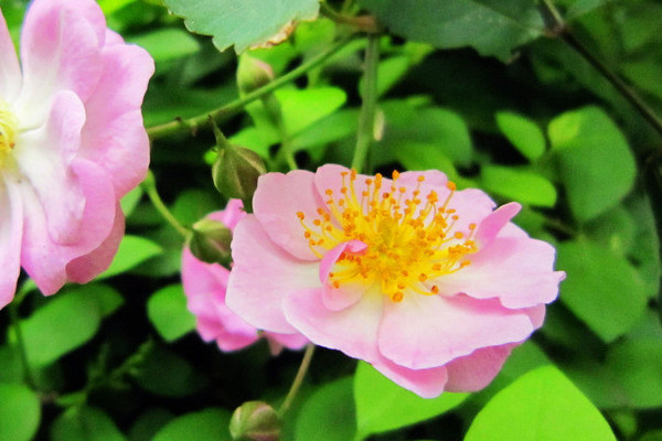 薔薇不長葉子是為什麼