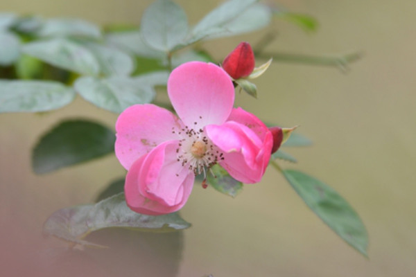 薔薇黃葉是怎麼回事