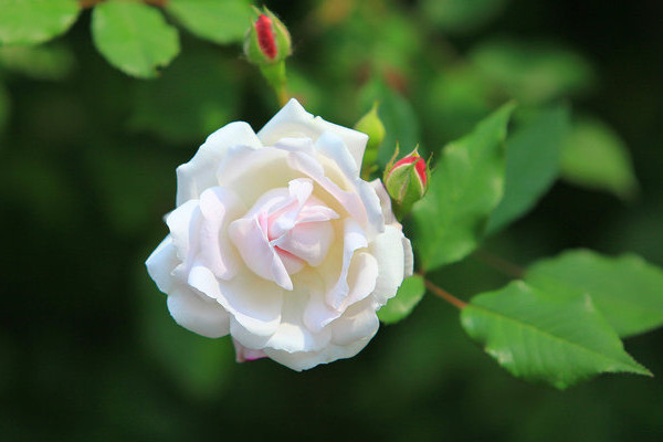 薔薇黃葉是怎麼回事