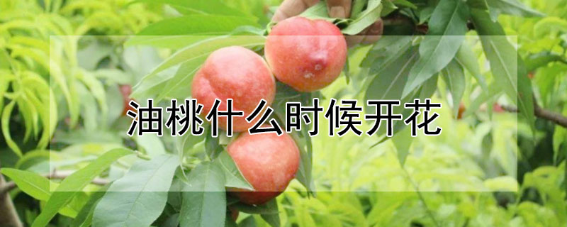 油桃什麼時候開花
