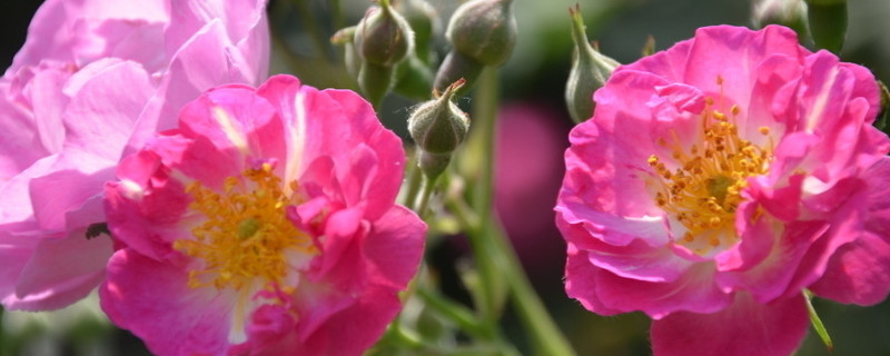 薔薇花是什麼季節開的