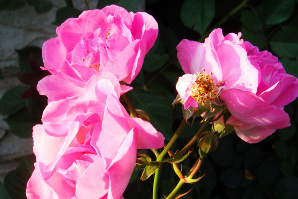 薔薇花是什麼季節開的