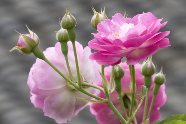 薔薇花是什麼季節開的
