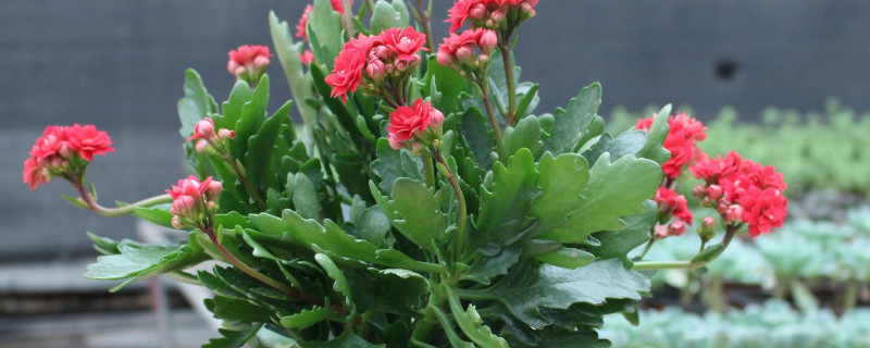 長壽花不長花苞怎麼回事