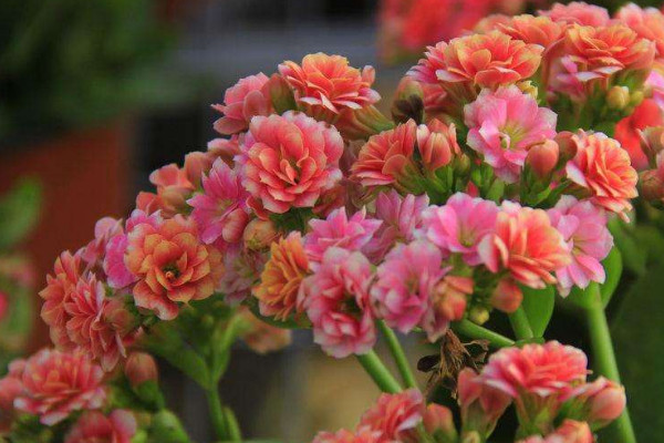 長壽花不長花苞怎麼回事