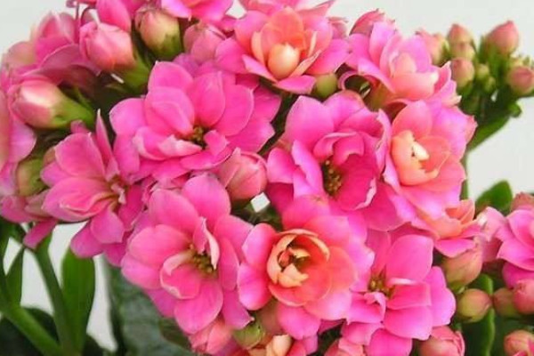 長壽花不長花苞怎麼回事