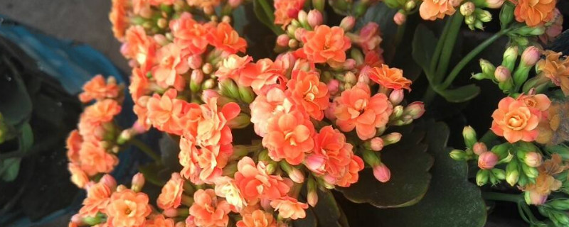 長壽花春天怎麼養