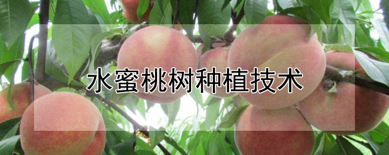水蜜桃樹種植技術