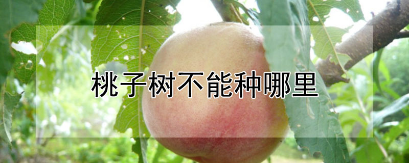 桃子樹不能種哪裏