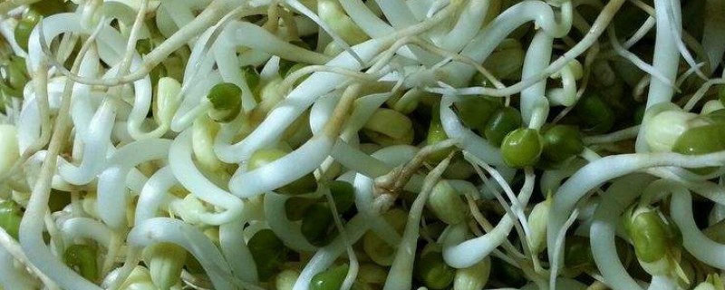發的綠豆芽為什麼豆瓣發紅