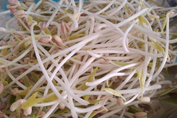 發的綠豆芽為什麼豆瓣發紅