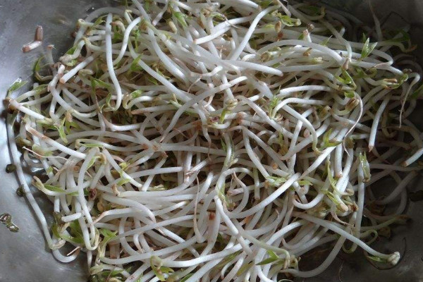 發的綠豆芽為什麼豆瓣發紅