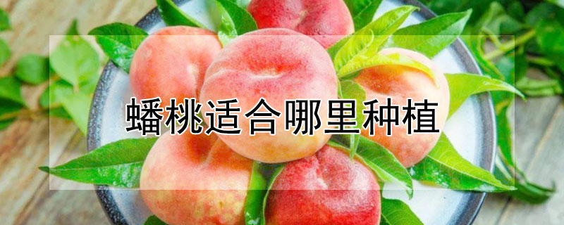 蟠桃適合哪裏種植