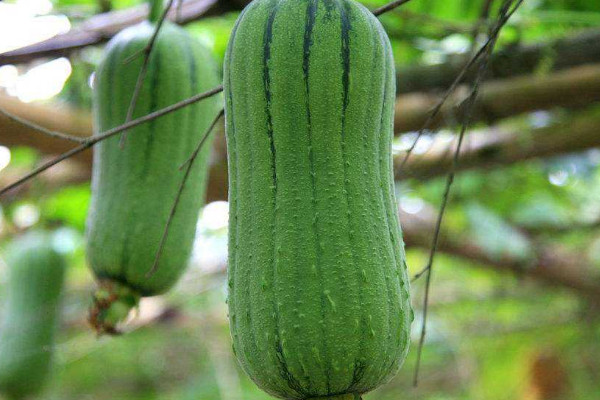 夏天菜地裏有哪些蔬菜