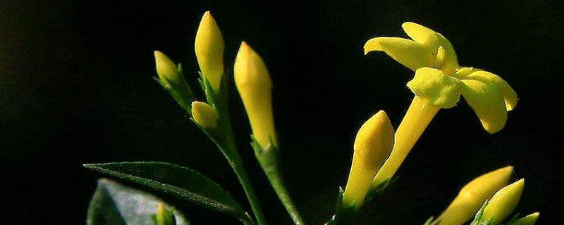 探春花與迎春花的區別