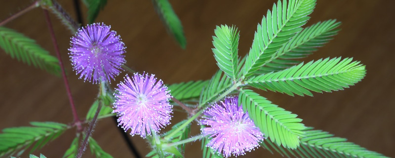 含羞草用什麼土種植