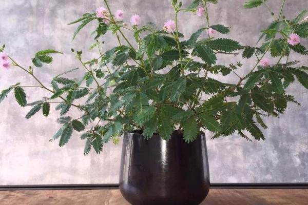 含羞草用什麼土種植