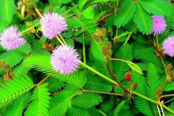 含羞草在什麼季節開放