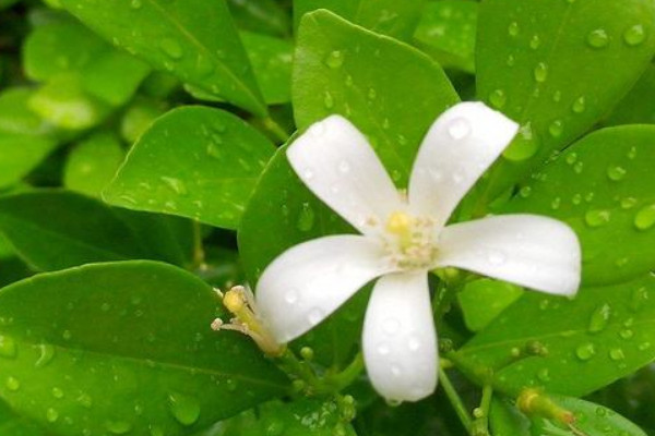 九裏香為什麼不開花